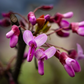 Pink Redbud Tree - Cercis Canadensis - Full-size 24" Box Tree