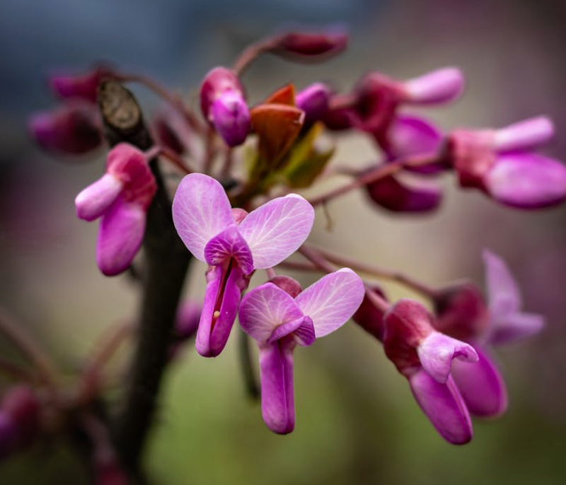 Pink Redbud Tree - Cercis Canadensis - Full-size 24" Box Tree