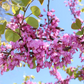 Pink Redbud Tree - Cercis Canadensis - Full-size 24" Box Tree