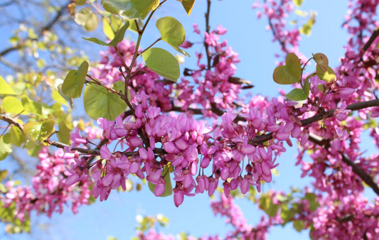 Pink Redbud Tree - Cercis Canadensis - Full-size 24" Box Tree