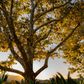 Western Sycamore Tree - Plataenus racemosa - Full-size 24" Box Tree