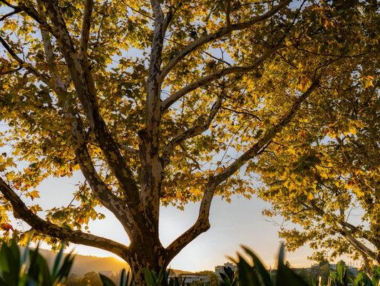 Western Sycamore Tree - Plataenus racemosa - Full-size 24" Box Tree