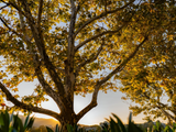 Western Sycamore Tree - Plataenus racemosa - Full-size 24" Box Tree