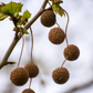 Western Sycamore Tree - Plataenus racemosa - Full-size 24" Box Tree