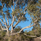 Western Sycamore Tree - Plataenus racemosa - Full-size 24" Box Tree