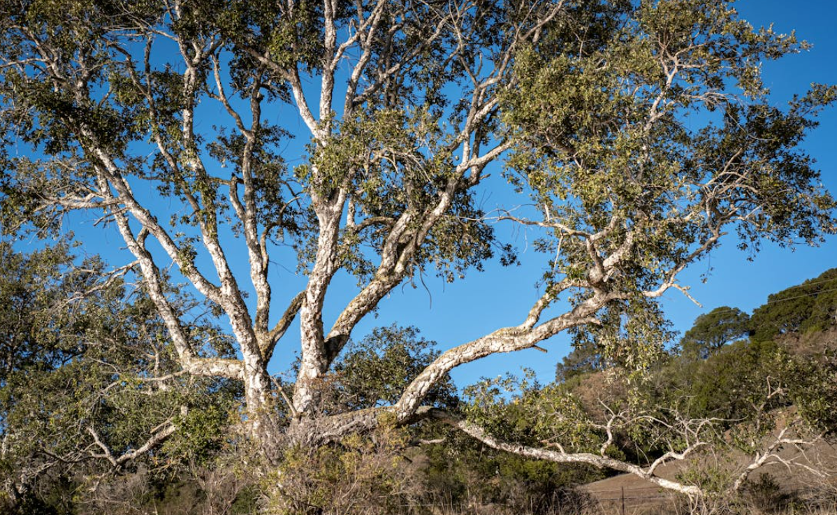 Western Sycamore Tree - Plataenus racemosa - Full-size 24" Box Tree