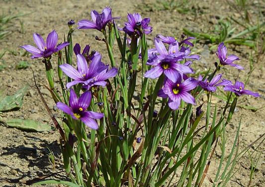Dunn Custom Add