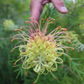 Grevillea Hedgerow