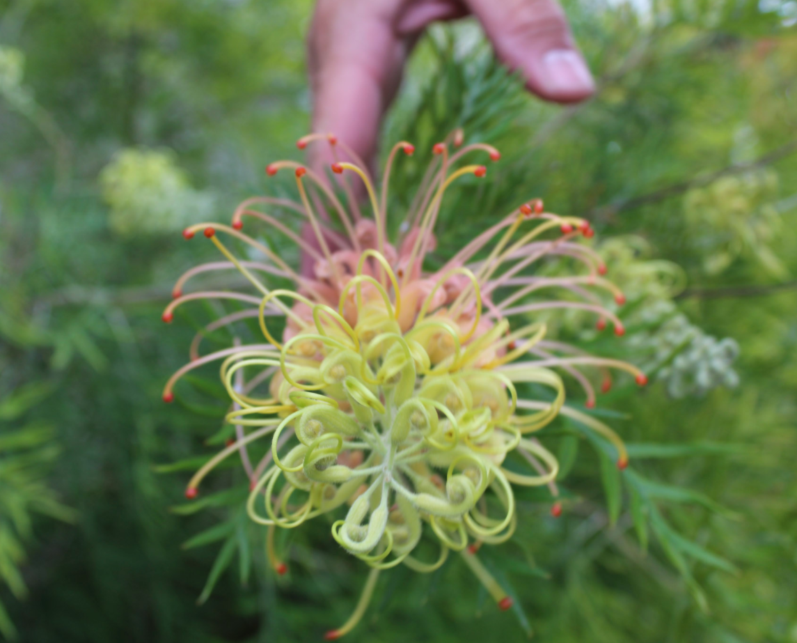 Grevillea Hedgerow