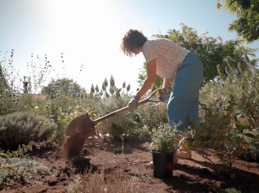 Mediterranean Magic | Low-Water Frontyard | Curated Plant Set