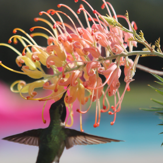 Grevillea Hedgerow