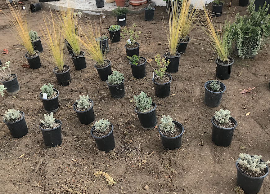 california mediterranean garden plants arranged and ready for planting