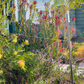 Brie's Bouquet | Low-Water Cut Flower Garden | Curated Plant Set