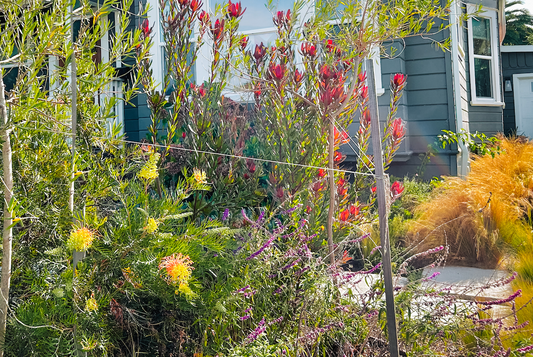 Brie's Bouquet | Low-Water Cut Flower Garden | Curated Plant Set