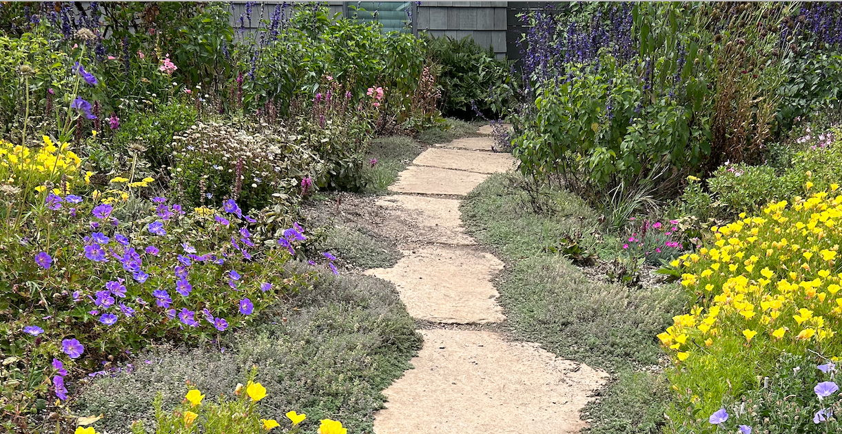 NEW Malibu View |Sun-Drenched California Native Chaparral Garden | 30+ Plants w/ Layout Plan