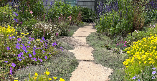 NEW Malibu View |Sun-Drenched California Native Chaparral Garden | 30+ Plants w/ Layout Plan