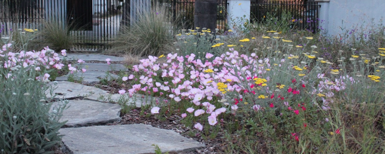 Superbloom Selfie 2 years old pasadena california preplanned garden