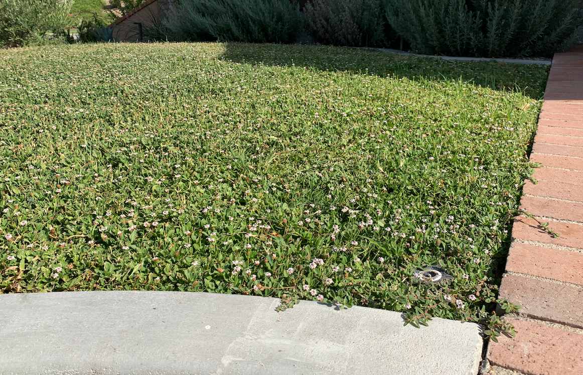 Native Frogfruit - Lippia Spreading Groundcover Flats