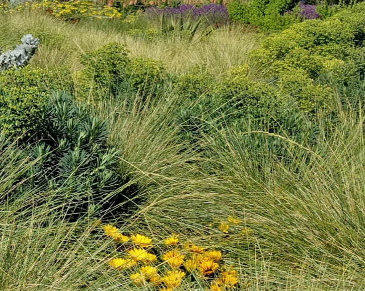 Deer Grass Meadow Pack