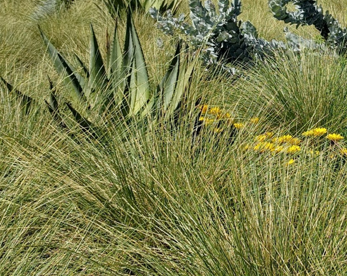 deer grass meadow interplanted with succulents and wildflowers in southern california