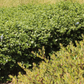 affordable lawn alternative spreading groundcoers manzanita and ceanothus