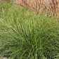 Lomandra Lawn Grass Pack | Low-water Meadow Lawn Alternative