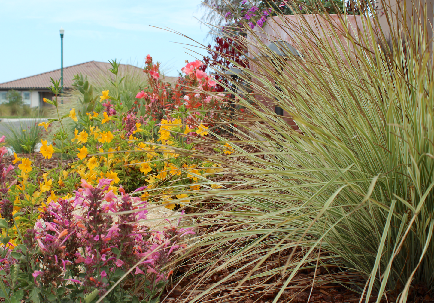 Dune Bloom | Low-Water Flowering Plant Set | Coastal California