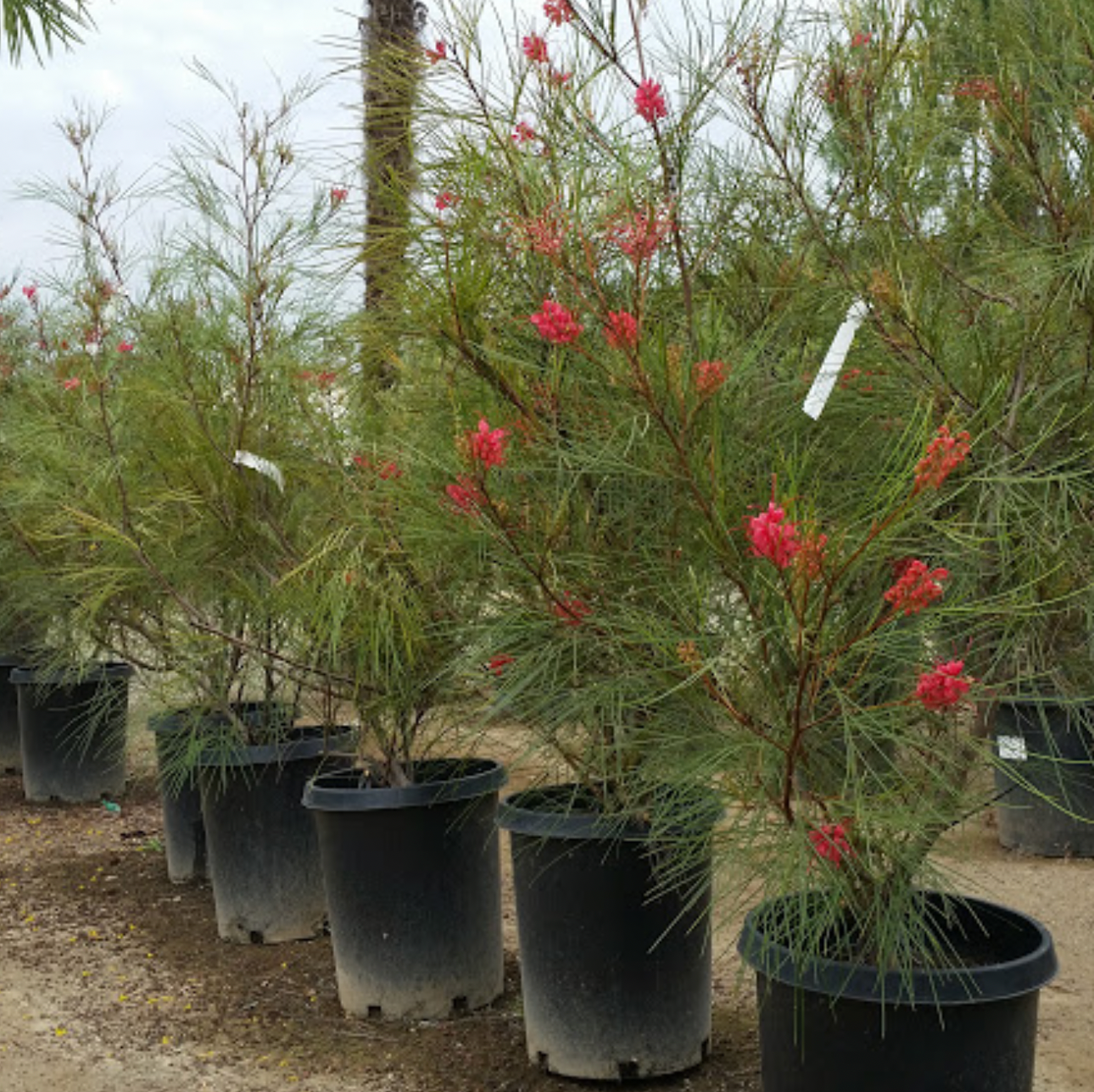 Grevillea 'Moonlight 3' x Pack