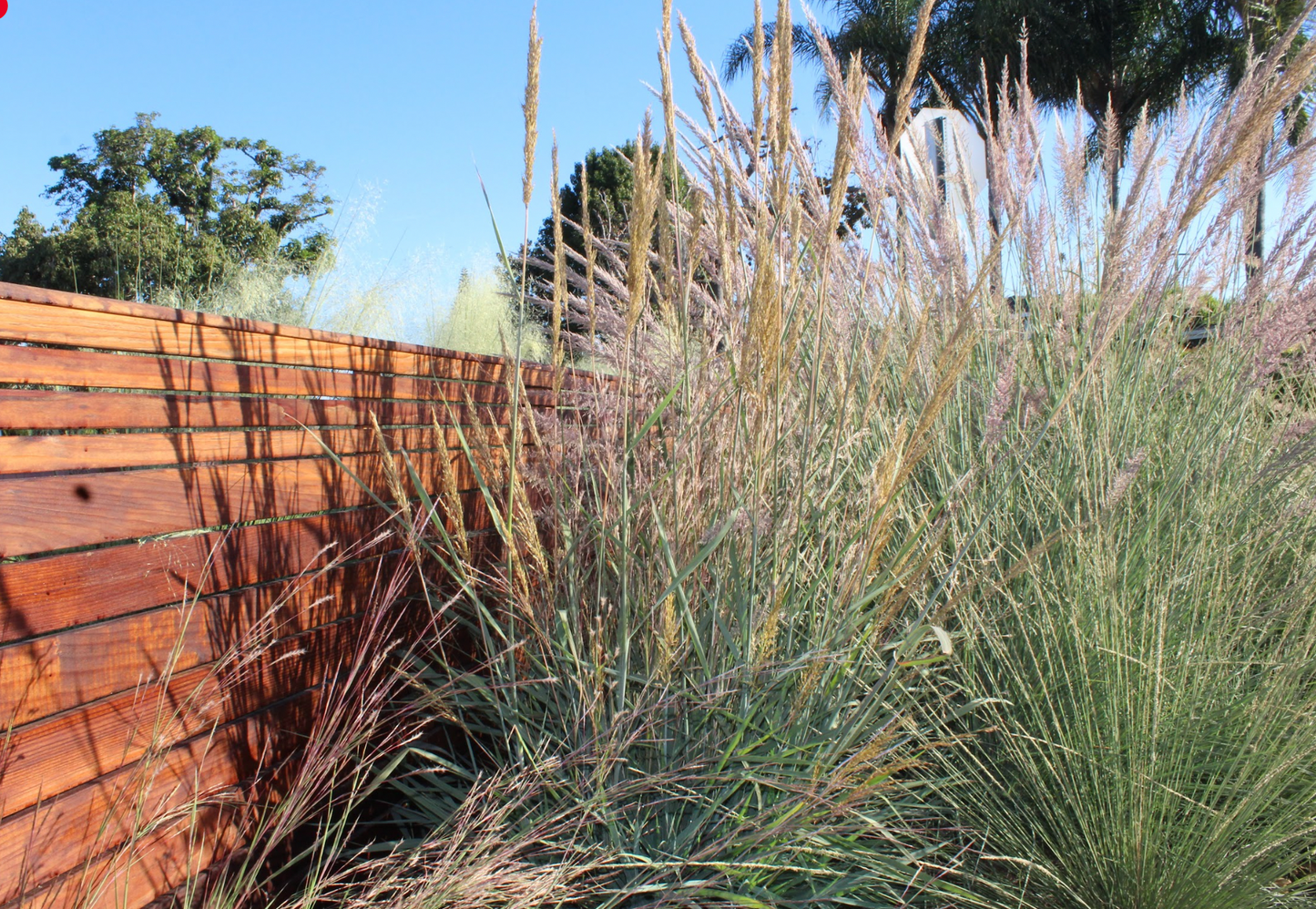 Wild Grass | California Lawn Alternative | Plant Package & Design Plan