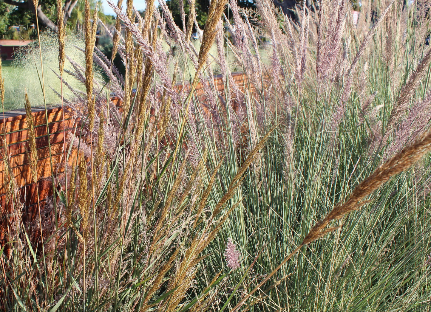 Wild Grass | California Lawn Alternative | Plant Package & Design Plan