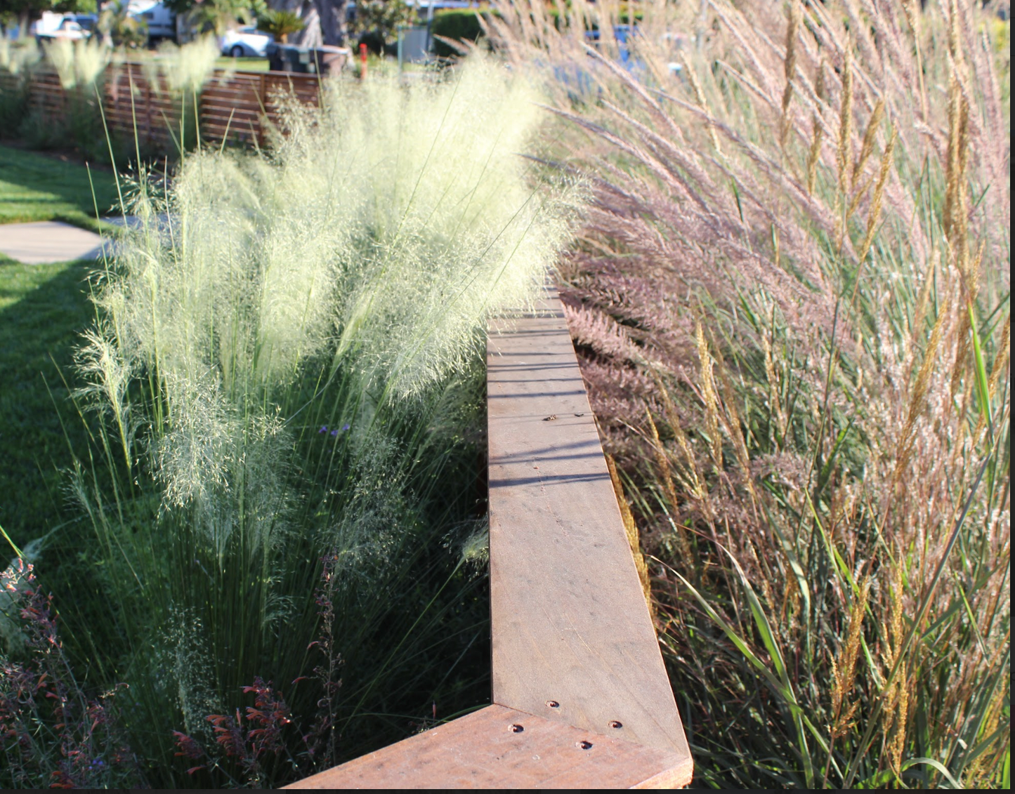 Wild Grass | California Lawn Alternative | Plant Package & Design Plan