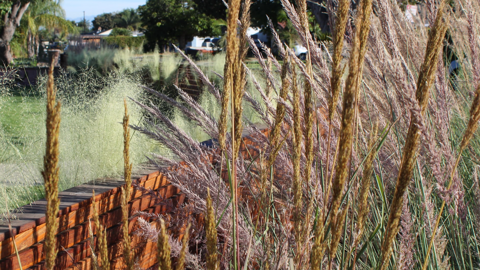 Water-saving ornamental grasses for California