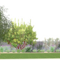 Mediterranean Magic | Backyard Landscaping | Curated Plant Set