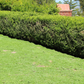 Sterile Frogfruit Groundcover Lawn - Phyla Nodiflora Sod