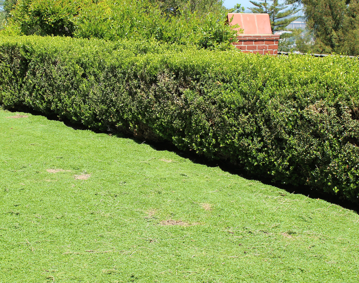 succulent sod Sterile Frogfruit Groundcover Lawn