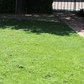 Sterile Frogfruit Groundcover Lawn - Phyla Nodiflora Sod