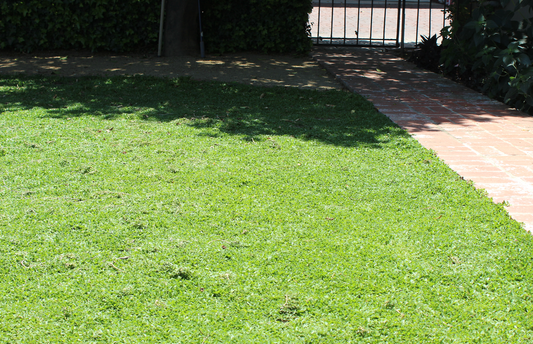 California Frogfruit Plugs - Native Groundcover Lawn Alternative