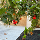 Strawberry Tree Add-on