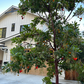 Strawberry Tree Add-on