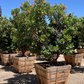 Strawberry Tree Add-on