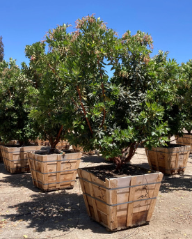 Strawberry Tree Add-on