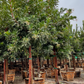 Strawberry Tree Add-on
