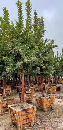 Strawberry Tree Add-on