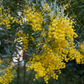 Acacia Tree Add-on