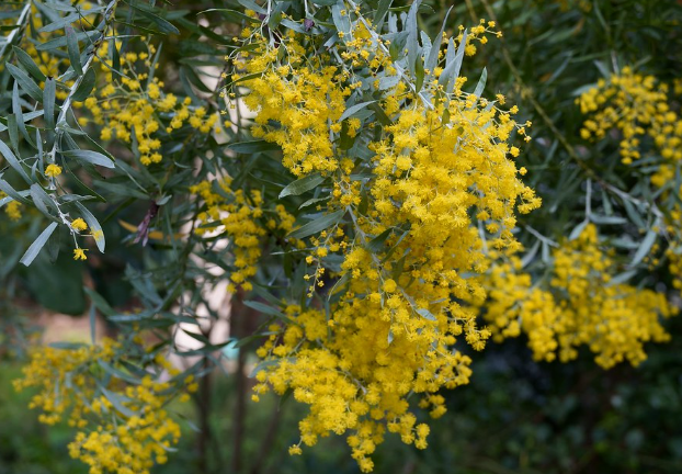Acacia Tree Add-on