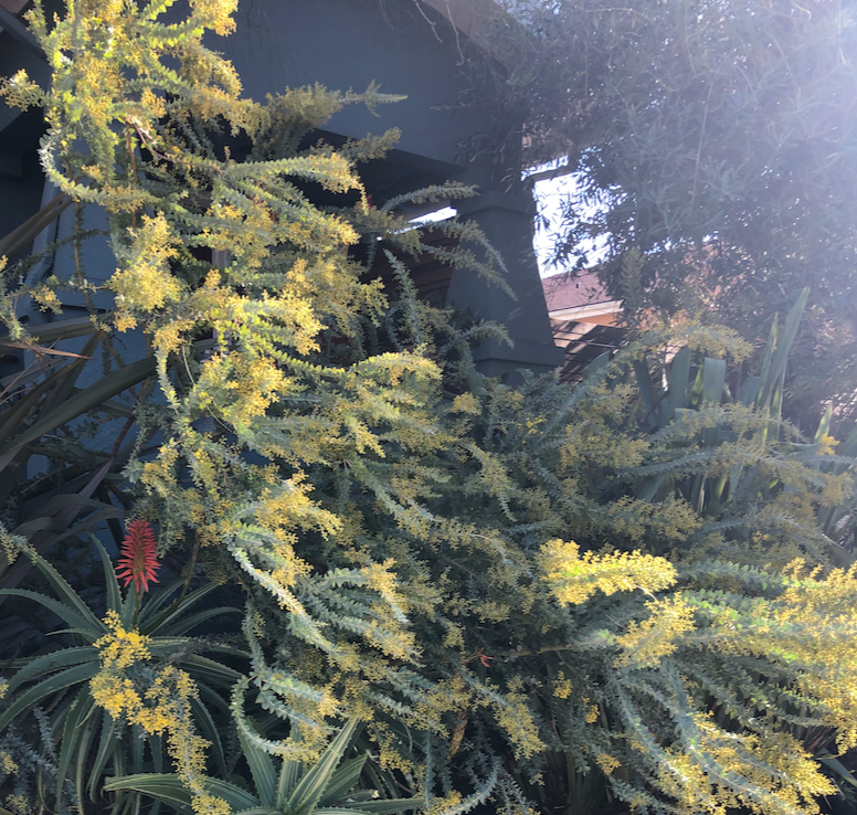 Acacia Tree Add-on