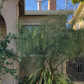 Acacia Tree Add-on
