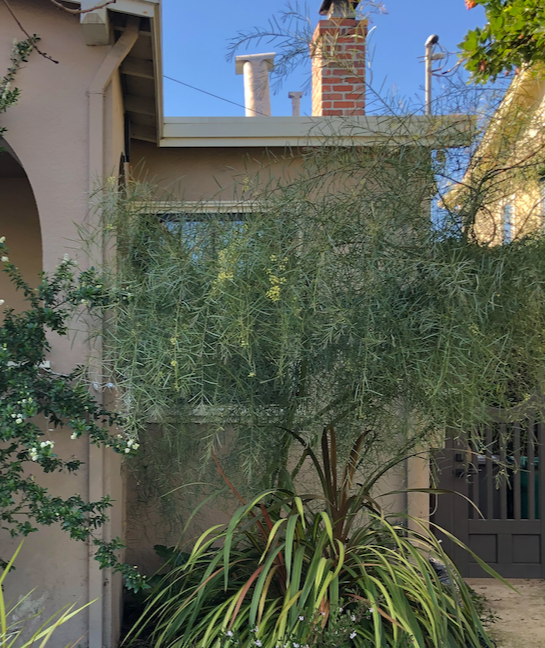 Acacia Tree Add-on