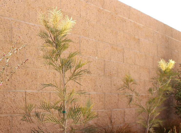 Grevillea 'Moonlight' 3 x 15 gallon Pack