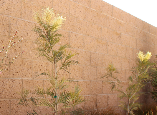 Grevillea 'Moonlight' 3 x 15 gallon Pack